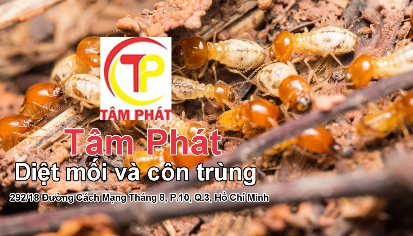 CÔNG TY TNHH DIỆT MỐI VÀ CÔN TRÙNG TÂM PHÁT